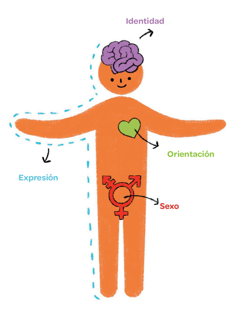 cap4-diagramaGenSexOr-a